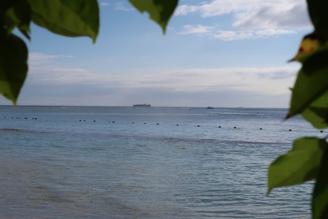 leaves in the front, ocean with ship in the back