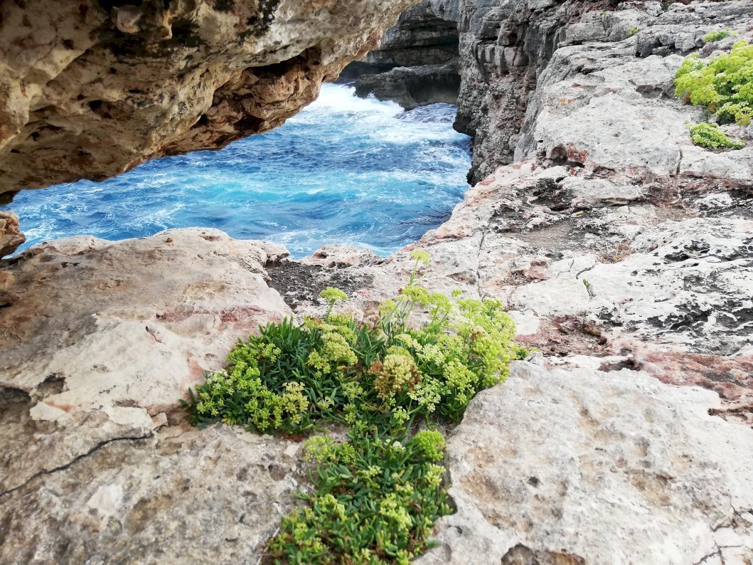 Flowers on a cliff near the cost with a cliff over the water