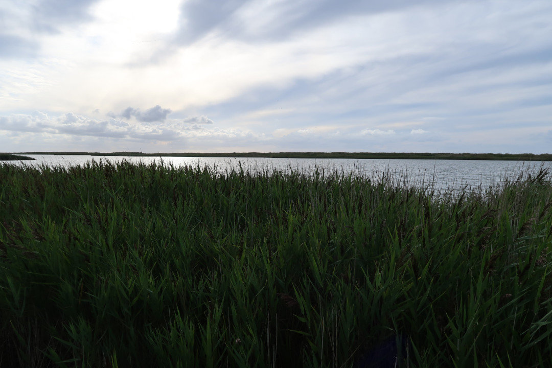 A view on a lake with gras sin the way