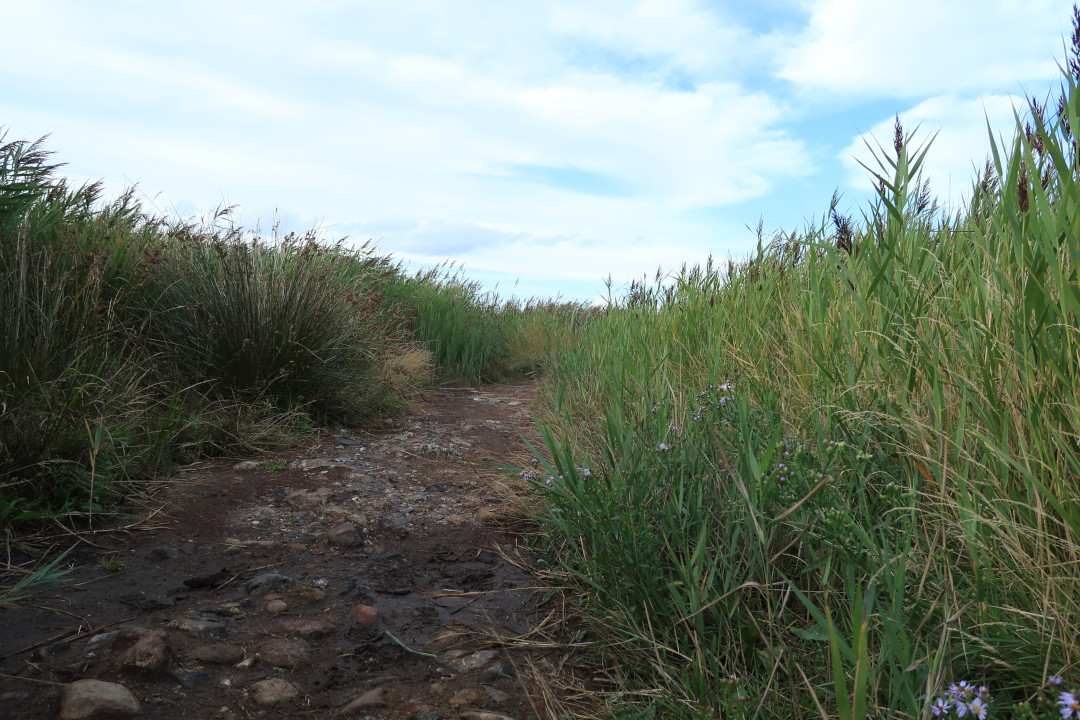 A view onto a muddy pathway which is going through a field with high grass